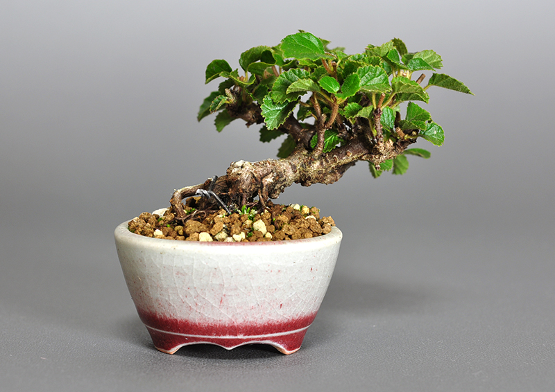ガマズミ-I1（がまずみ・金華山莢迷）実もの盆栽を裏側から見た景色・Viburnum dilatatum bonsai