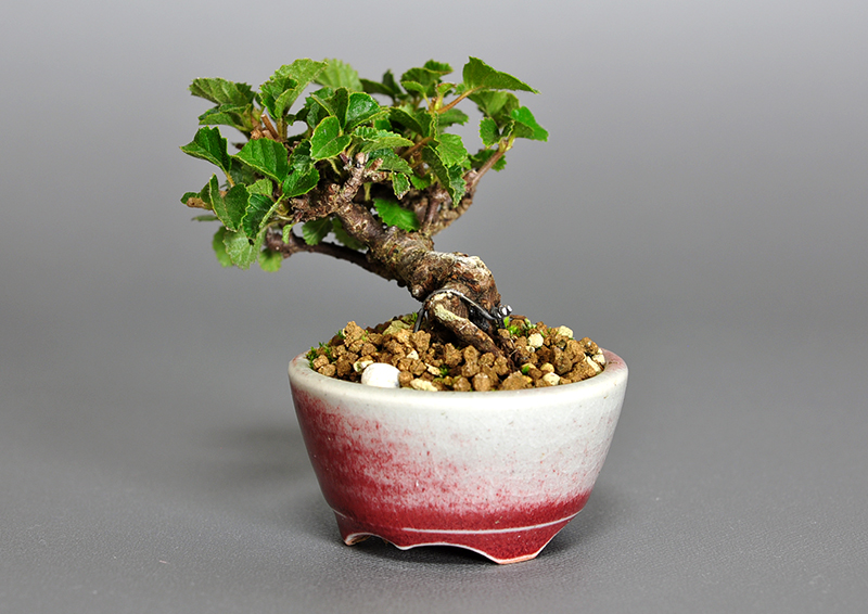 ガマズミ-I1（がまずみ・金華山莢迷）実もの盆栽を右側から見た景色・Viburnum dilatatum bonsai