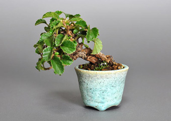ガマズミ-J1（がまずみ・金華山莢迷）実もの盆栽の成長記録-1・Viburnum dilatatum bonsai