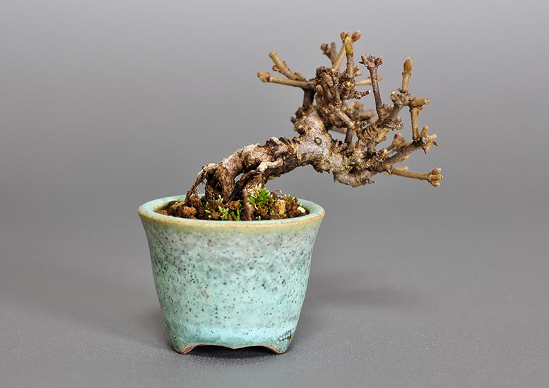 ミニ盆栽・ガマズミ-J1（がまずみ・金華山莢迷）実もの盆栽を裏側から見た景色・Viburnum dilatatum bonsai