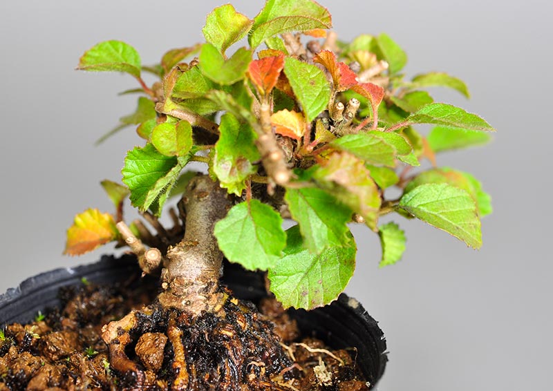 ガマズミK（がまずみ・莢迷）実もの盆栽を拡大して見た景色・Viburnum dilatatum bonsai