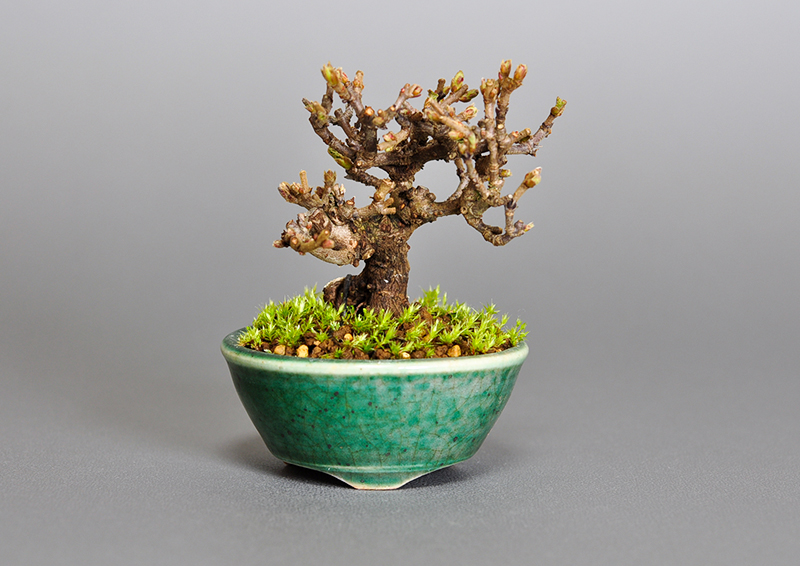 ガマズミ-K1（がまずみ・金華山莢迷）実もの盆栽の販売と育て方・作り方・Viburnum dilatatum bonsai