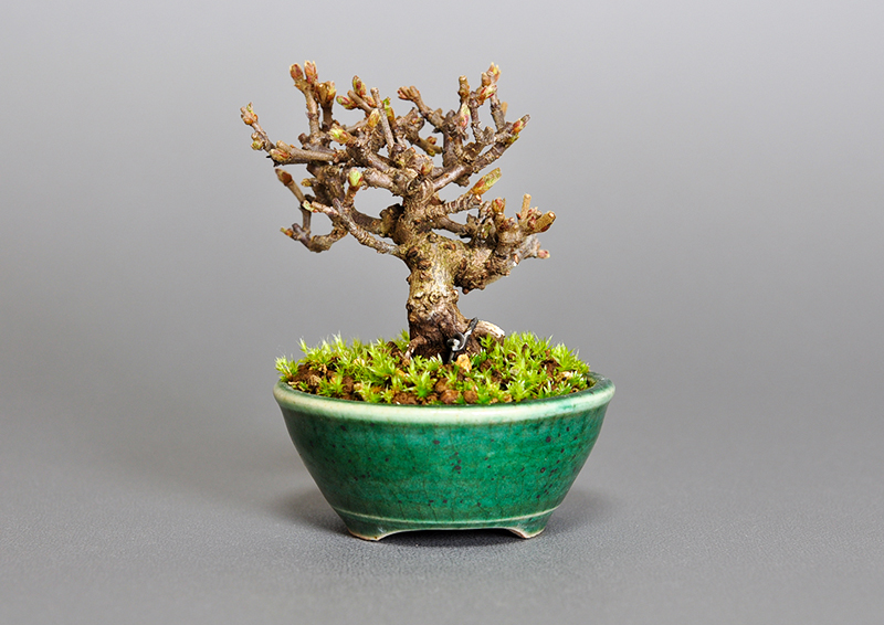 ガマズミ-K1（がまずみ・金華山莢迷）実もの盆栽を裏側から見た景色・Viburnum dilatatum bonsai