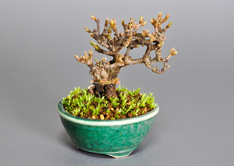 ガマズミ-K1（がまずみ・金華山莢迷）実もの盆栽を拡大して見た景色・Viburnum dilatatum bonsai