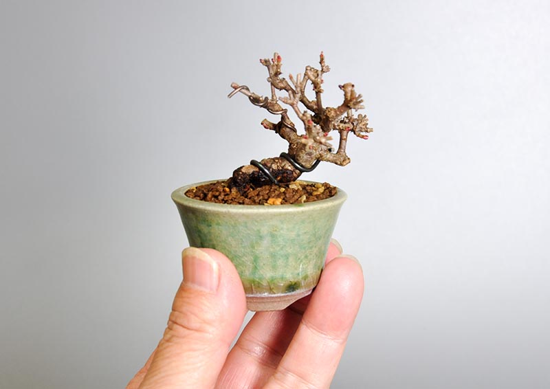 ミニ盆栽・ガマズミ-L1（がまずみ・金華山莢迷）実もの盆栽の手乗りの景色・Viburnum dilatatum bonsai
