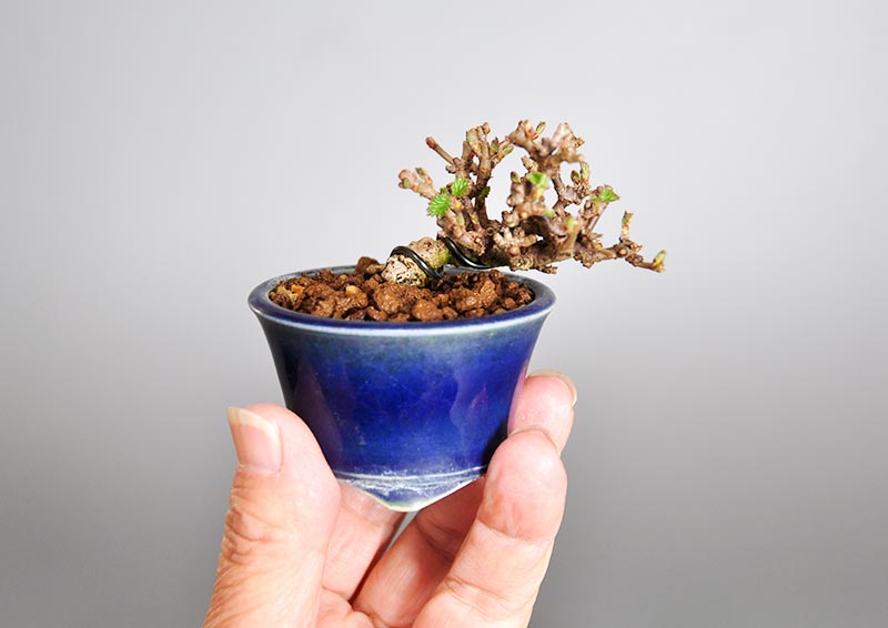 ガマズミ-M1（がまずみ・金華山莢迷）実もの盆栽の手乗りの景色・Viburnum dilatatum bonsai