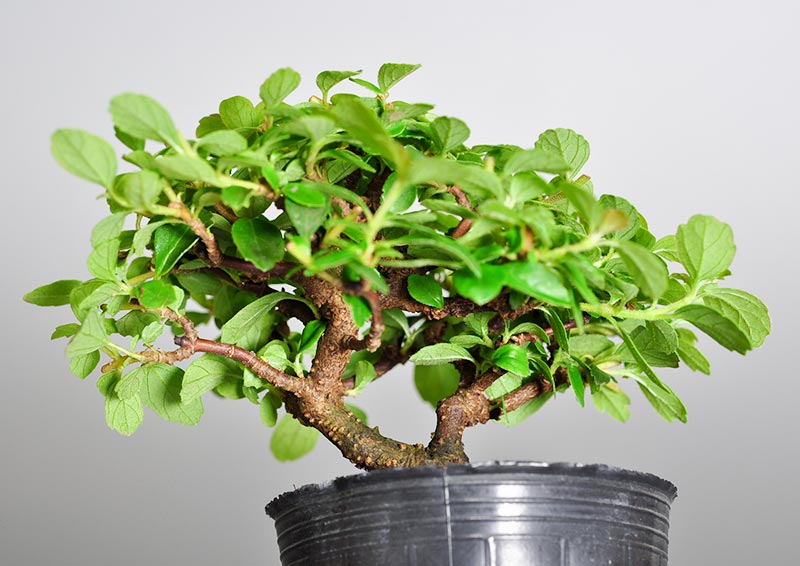ガマズミQ（がまずみ・莢迷）実もの盆栽を拡大して見た景色・Viburnum dilatatum bonsai