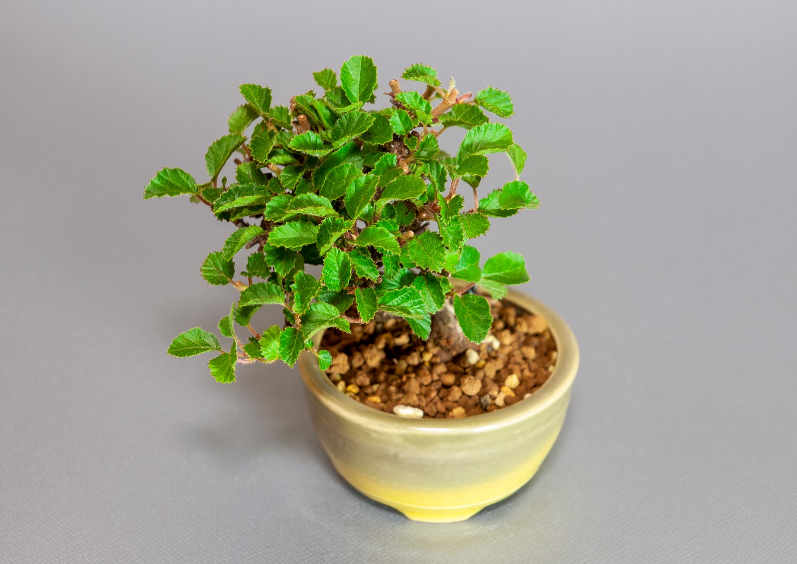 ミニ盆栽・ガマズミ-S1（がまずみ・金華山莢迷）実もの盆栽を別側から見た景色・Viburnum dilatatum bonsai
