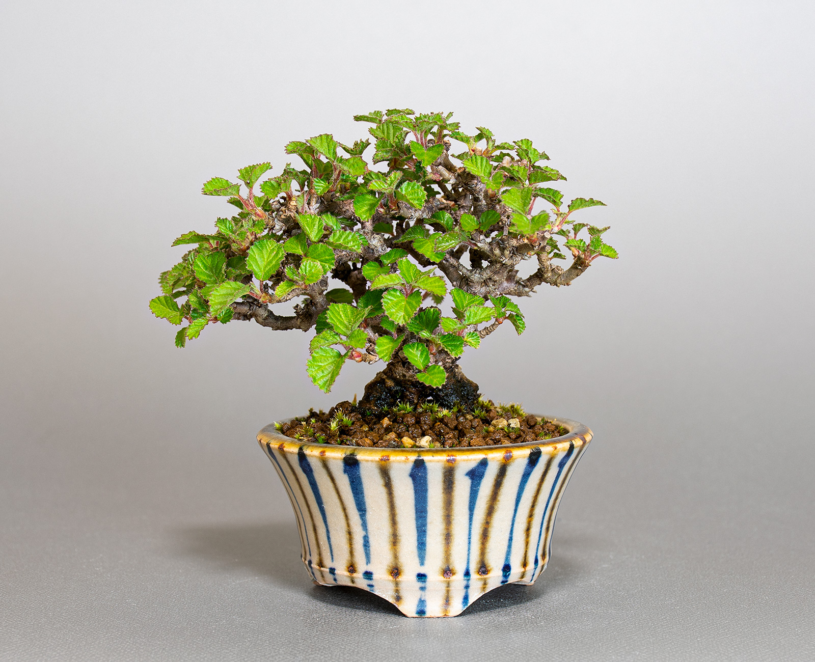 ガマズミ-U1（がまずみ・金華山莢迷）実もの盆栽の販売と育て方・作り方・Viburnum dilatatum bonsai