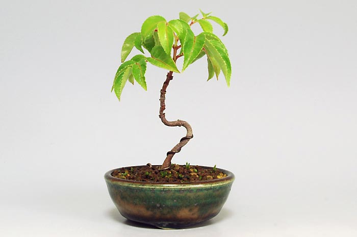 ゴンズイ盆栽（ごんずい・権萃）ミニ盆栽の今と過去の成長記録と育て方・手入れ・剪定・植え替え・Euscaphis japonica bonsai photo