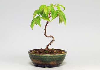ゴンズイ-A（ごんずい・権萃）盆栽の樹作りの参考樹形・Euscaphis japonica Best bonsai