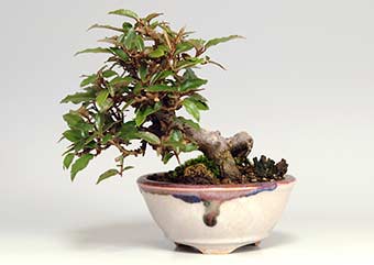 カングミB（かんぐみ・寒茱萸）盆栽の成長記録-1・Eleagnus pungens bonsai