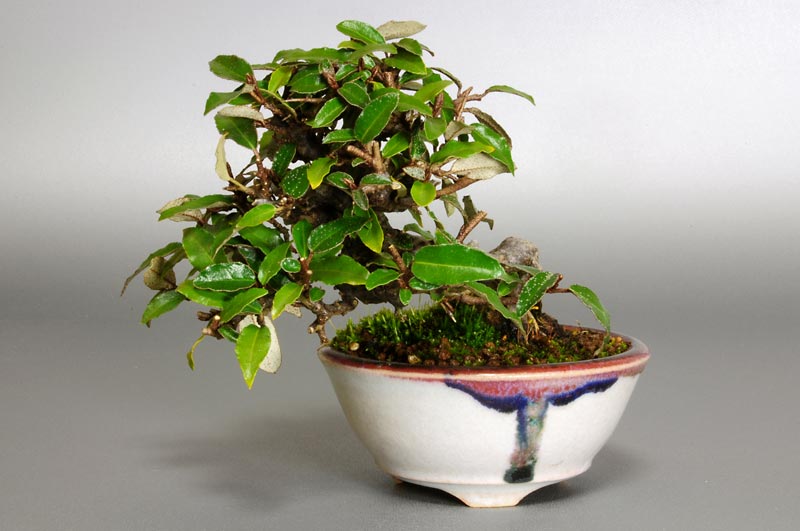 カングミB-2（かんぐみ・寒茱萸）の販売と育て方・作り方・Eleagnus pungens bonsai