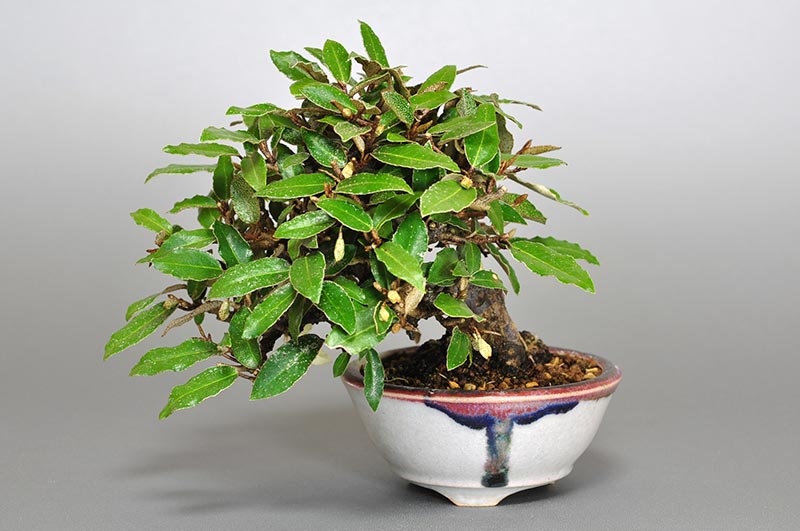 カングミB-6（かんぐみ・寒茱萸）の販売と育て方・作り方・Eleagnus pungens bonsai