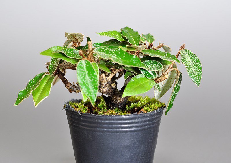 カングミ-C1（かんぐみ・寒茱萸）実もの盆栽の販売と育て方・作り方・Eleagnus pungens bonsai photo
