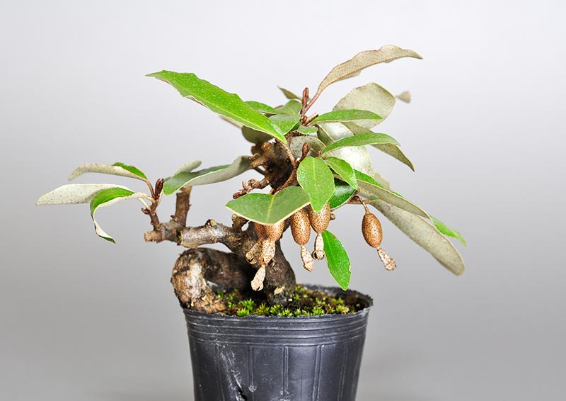 カングミ-D1（かんぐみ・寒茱萸）実もの盆栽の販売と育て方・作り方・Eleagnus pungens bonsai photo