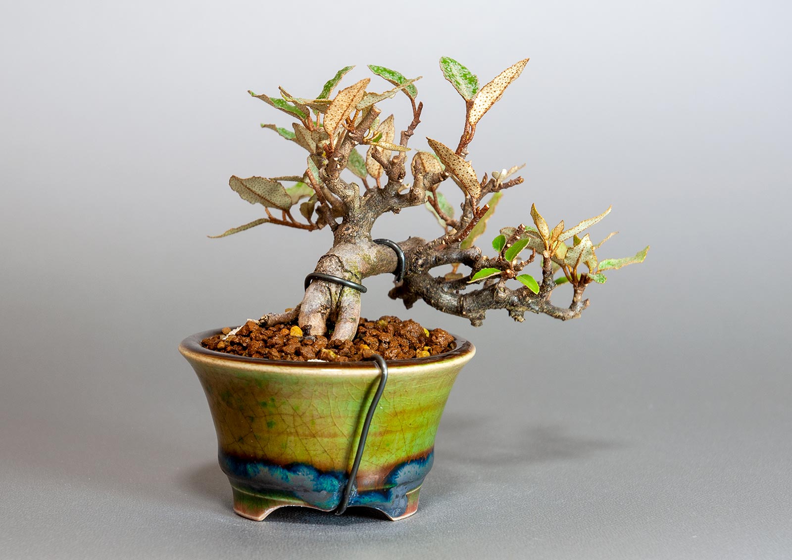 カングミ-H1-1（かんぐみ・寒茱萸）実もの盆栽を裏側から見た景色・Eleagnus pungens bonsai