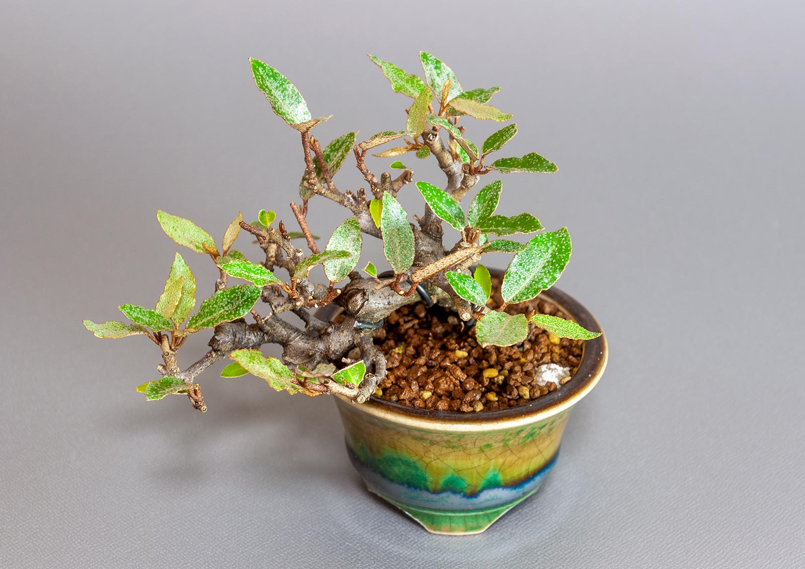 カングミ-H1-1（かんぐみ・寒茱萸）実もの盆栽を別側から見た景色・Eleagnus pungens bonsai