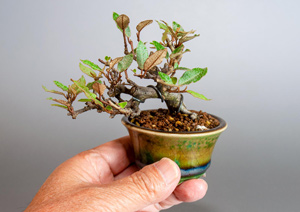カングミ-H1（かんぐみ・寒茱萸）実もの盆栽の成長記録-1・Eleagnus pungens bonsai