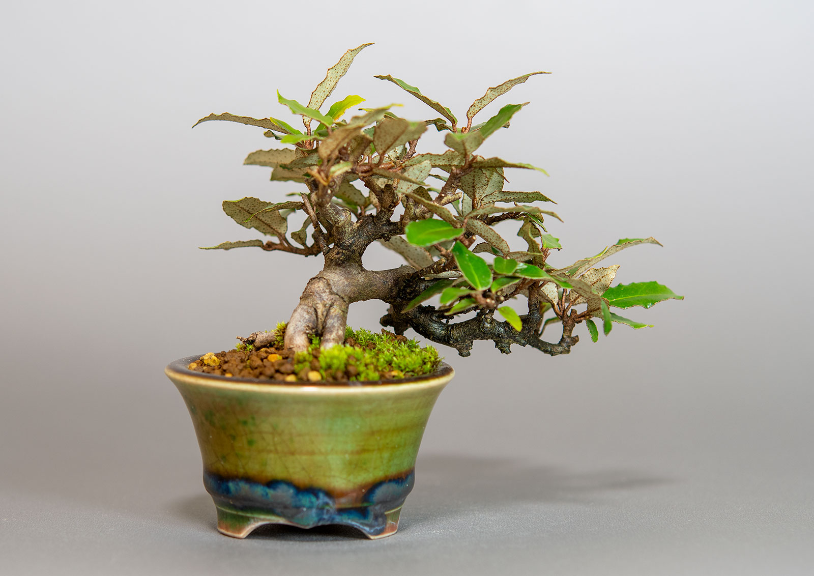 カングミ-H1（かんぐみ・寒茱萸）実もの盆栽を裏側から見た景色・Eleagnus pungens bonsai