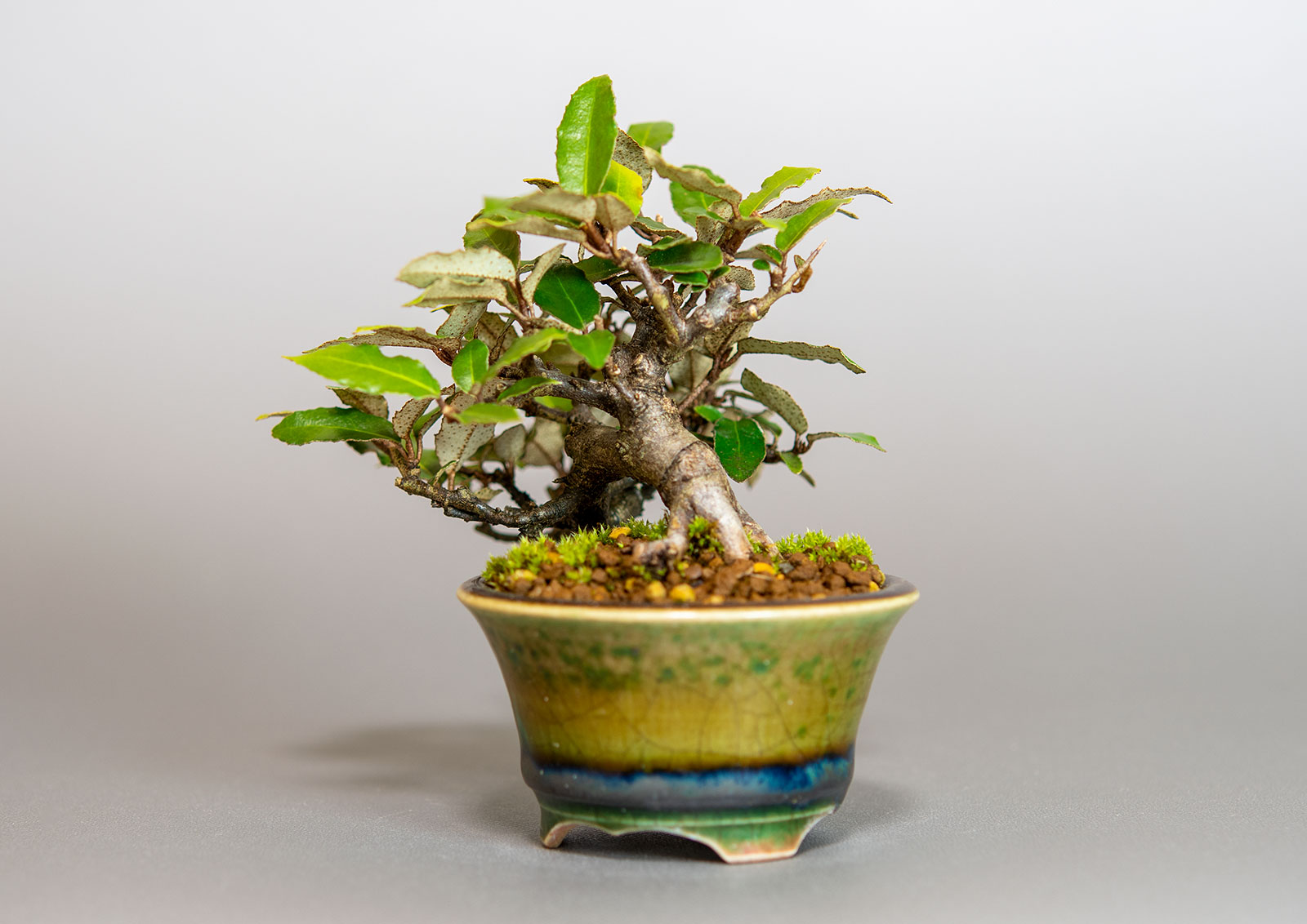 カングミ-H1（かんぐみ・寒茱萸）実もの盆栽を左側から見た景色・Eleagnus pungens bonsai