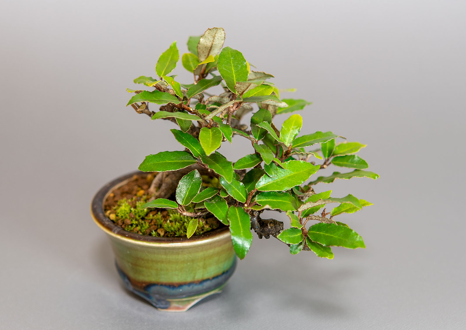 カングミ-H1（かんぐみ・寒茱萸）実もの盆栽を別側から見た景色・Eleagnus pungens bonsai