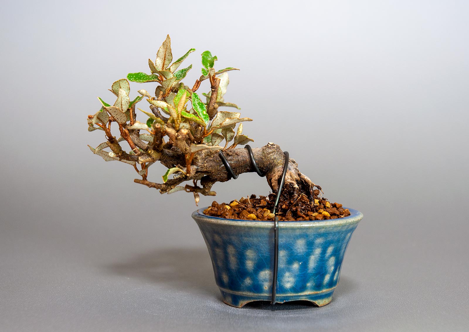盆栽・カングミ-I1（かんぐみ・寒茱萸）実もの盆栽を裏側から見た景色・Eleagnus pungens bonsai