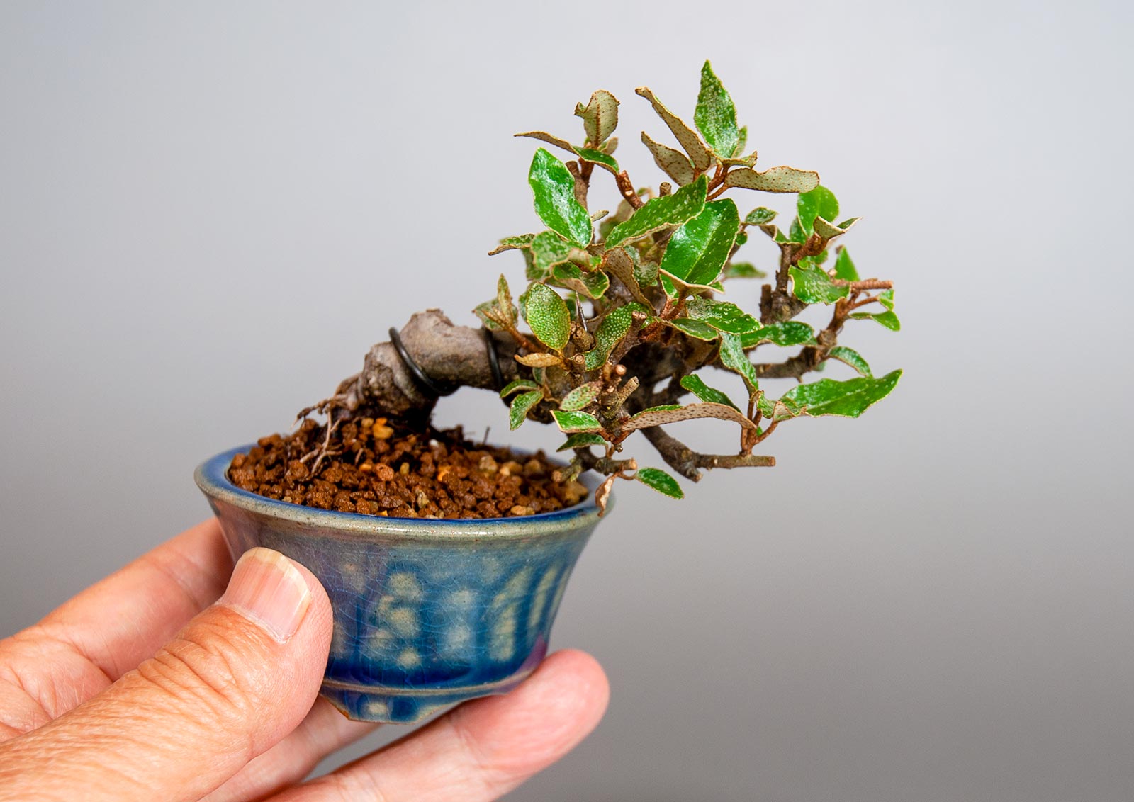 盆栽・カングミ-I1（かんぐみ・寒茱萸）実もの盆栽の手乗りの景色・Eleagnus pungens bonsai