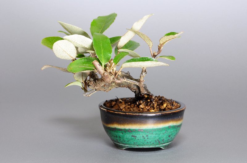 カングミV-1（かんぐみ・寒茱萸）実もの盆栽を裏側から見た景色・Eleagnus pungens bonsai