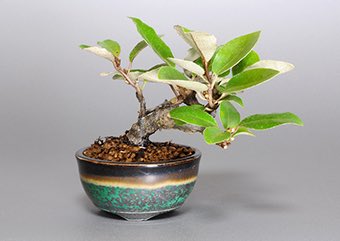 カングミ-V（かんぐみ・寒茱萸）実もの盆栽の成長記録-1・Eleagnus pungens bonsai