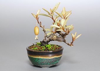 カングミ-V（かんぐみ・寒茱萸）実もの盆栽の成長記録-2・Eleagnus pungens bonsai