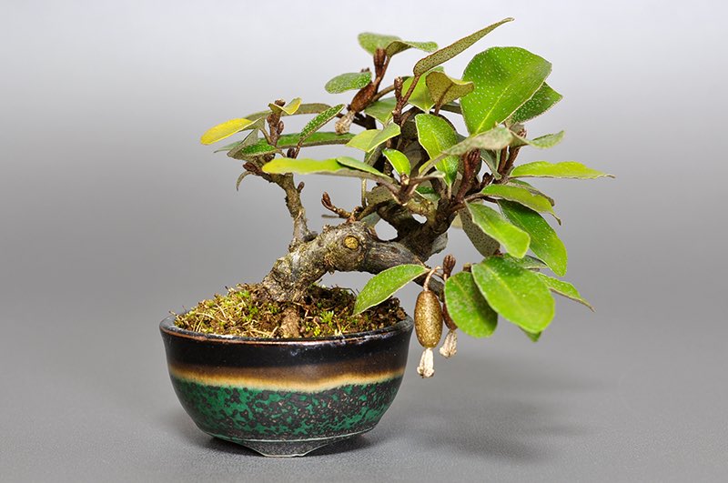 カングミ-V（かんぐみ・寒茱萸）実もの盆栽の販売と育て方・作り方・Eleagnus pungens bonsai