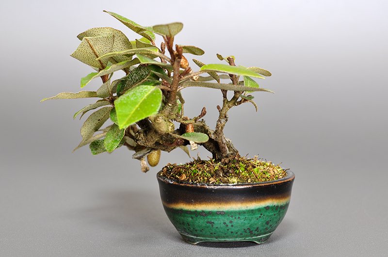 ミニ盆栽・カングミ-V（かんぐみ・寒茱萸）実もの盆栽を裏側から見た景色・Eleagnus pungens bonsai