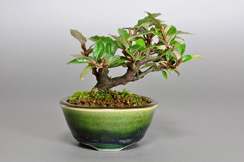 カングミ-Z（かんぐみ・寒茱萸）実もの盆栽の販売と育て方・作り方・Eleagnus pungens bonsai
