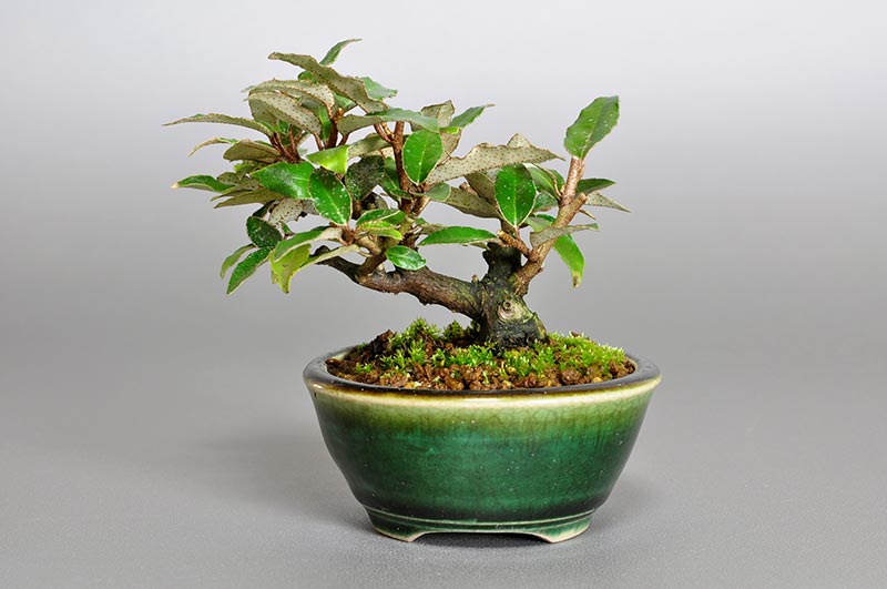 カングミ-Z（かんぐみ・寒茱萸）実もの盆栽を裏側から見た景色・Eleagnus pungens bonsai