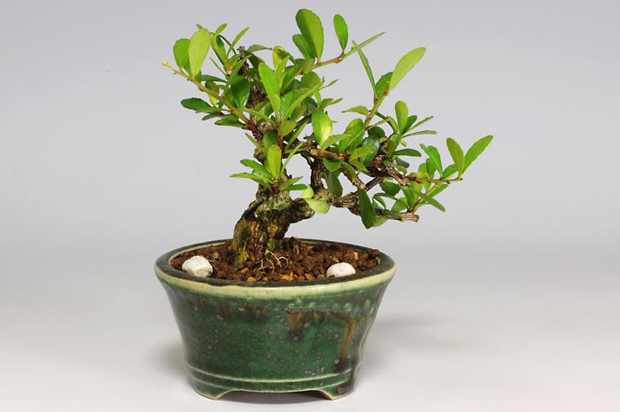 ハリツルマサキC（はりつるまさき・針蔓柾）ミニ盆栽を裏側から見た景色・Maytenus diversifolia bonsai photo