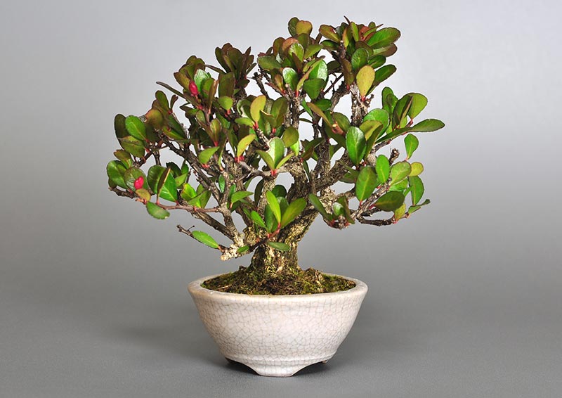 ハリツルマサキD（はりつるまさき・針蔓柾）実もの盆栽の販売と育て方・作り方・Maytenus diversifolia bonsai