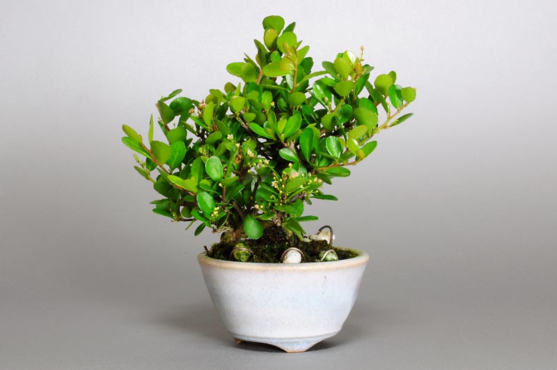 ハリツルマサキ-E-2（はりつるまさき・針蔓柾）実もの盆栽の販売と育て方・作り方・Maytenus diversifolia bonsai
