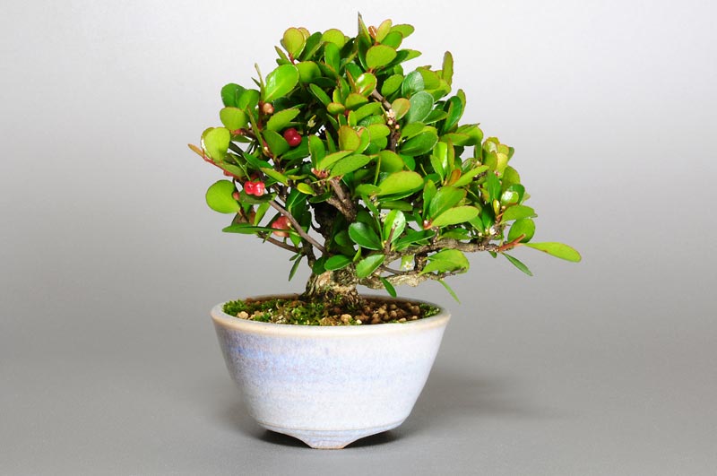 ハリツルマサキ-E（はりつるまさき・針蔓柾）実もの盆栽の販売と育て方・作り方・Maytenus diversifolia bonsai