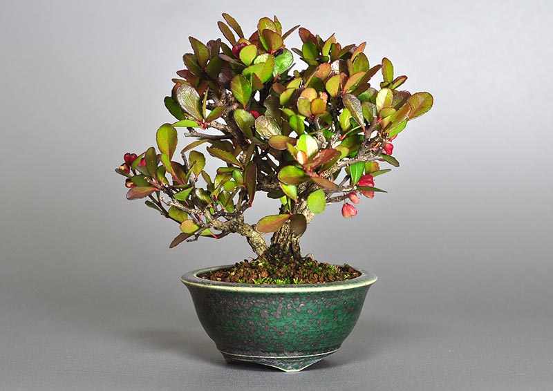 ハリツルマサキG（はりつるまさき・針蔓柾）実もの盆栽の販売と育て方・作り方・Maytenus diversifolia bonsai