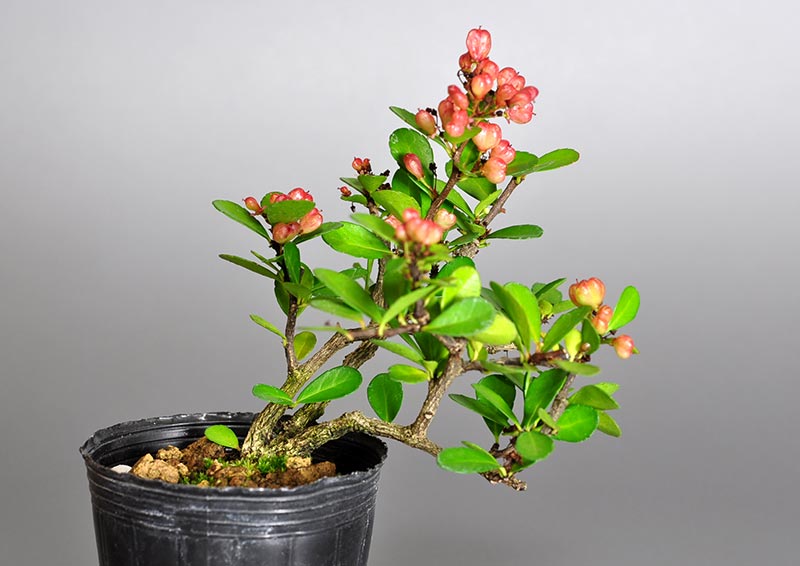 ハリツルマサキ-O（はりつるまさき・針蔓柾）針蔓柾の販売と育て方・作り方・Maytenus diversifolia bonsai