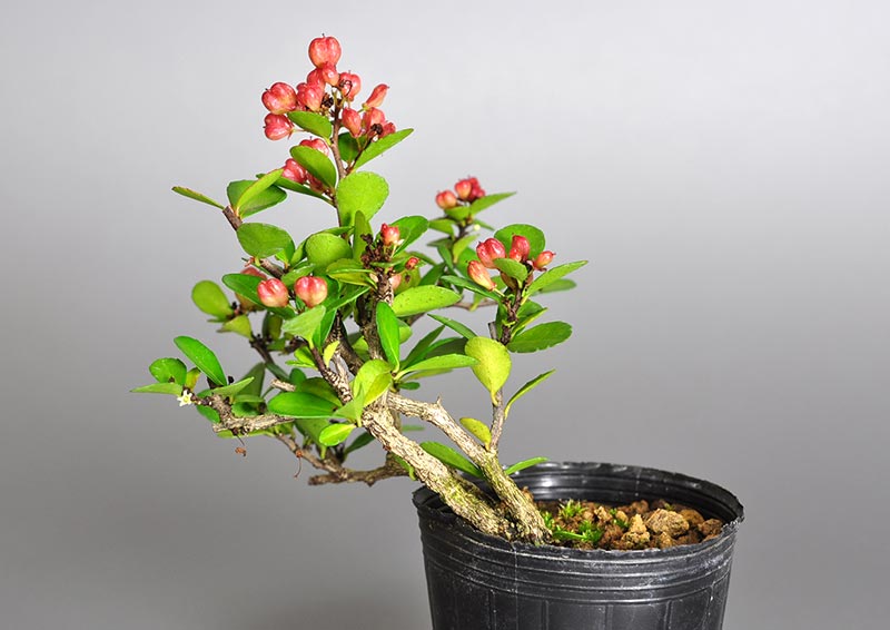 ハリツルマサキ-O（はりつるまさき・針蔓柾）実ものを裏側から見た景色・Maytenus diversifolia bonsai