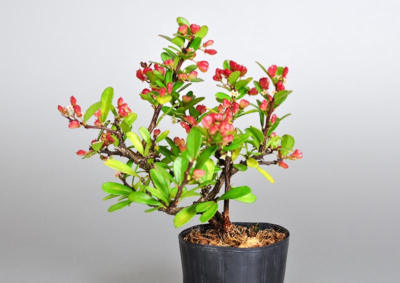ハリツルマサキ-Q（はりつるまさき・針蔓柾）実もの盆栽の販売と育て方・作り方・Maytenus diversifolia bonsai