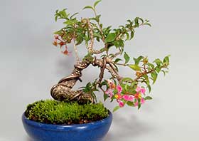 ヒメオウトウ-A（ひめおうとう・姫桜桃）実もの盆栽の成長記録-1・Himeoutou bonsai