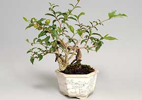 ヒメオウトウ-B（ひめおうとう・姫桜桃）実もの盆栽の成長記録-1・Himeoutou bonsai