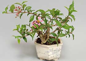 ヒメオウトウ-B（ひめおうとう・姫桜桃）実もの盆栽の成長記録-2・Himeoutou bonsai