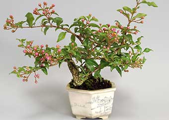ヒメオウトウ-B（ひめおうとう・姫桜桃）盆栽の樹作りの参考樹形・Maytenus diversifolia Best bonsai