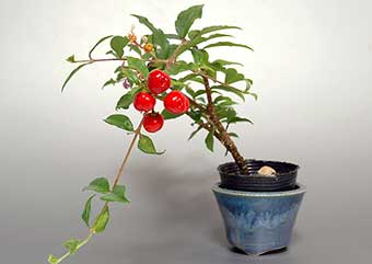 ヒメオウトウ-C（ひめおうとう・姫桜桃）盆栽の樹作りの参考樹形・Maytenus diversifolia Best bonsai