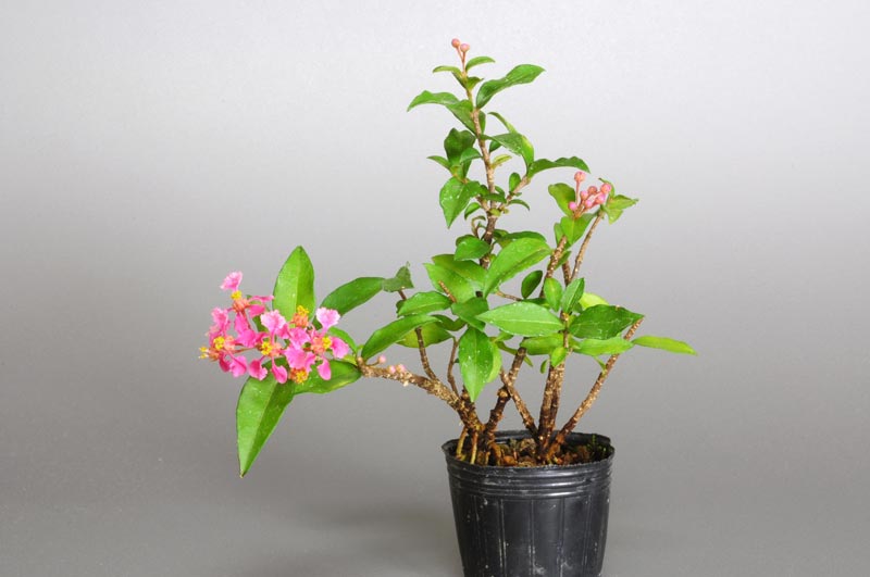 ヒメオウトウ-M（ひめおうとう・姫桜桃）実もの盆栽の販売と育て方・作り方・Himeoutou bonsai