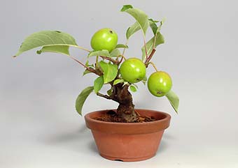 ヒメリンゴQ（ひめりんご・姫林檎）ミニ盆栽の成長記録-1・Malus prunifolia bonsai